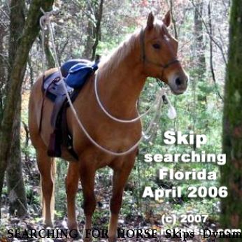 SEARCHING FOR HORSE Skips Dynamo Dude, Near Brooksville, FL, 00000